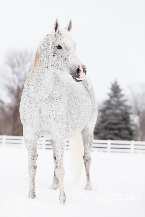 winter_equine_stock_photos-15.JPG