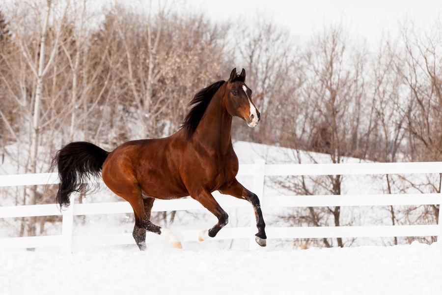 winter_equine_stock_photos-16.JPG