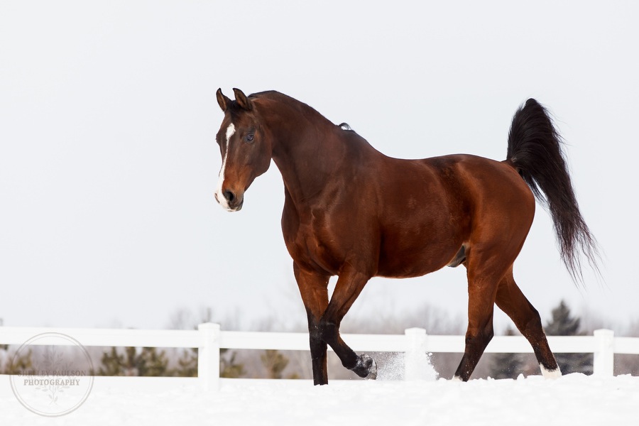 winter_equine_stock_photos-17.JPG