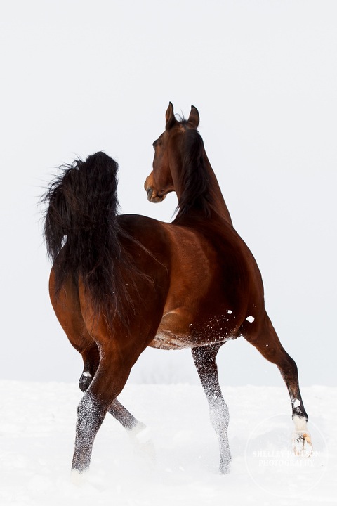 winter_equine_stock_photos-18.JPG