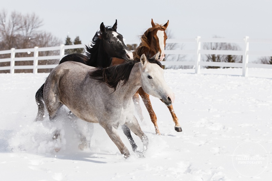 winter_equine_stock_photos-20.JPG