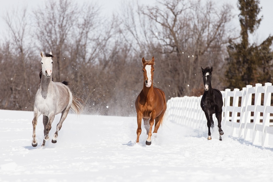 winter_equine_stock_photos-21.JPG