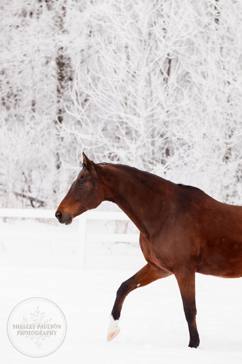 winter_equine_stock_photos-22.JPG