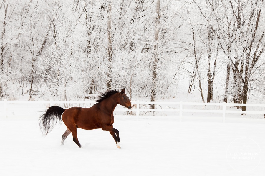 winter_equine_stock_photos-23.JPG