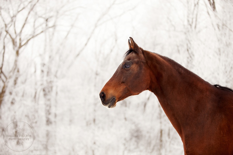 winter_equine_stock_photos-24.JPG