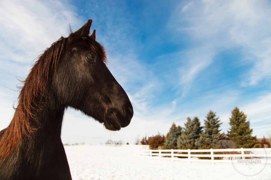 winter_equine_stock_photos-25.JPG