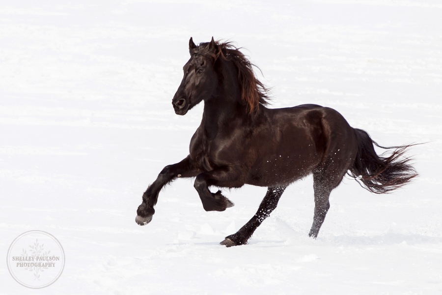 winter_equine_stock_photos-26.JPG