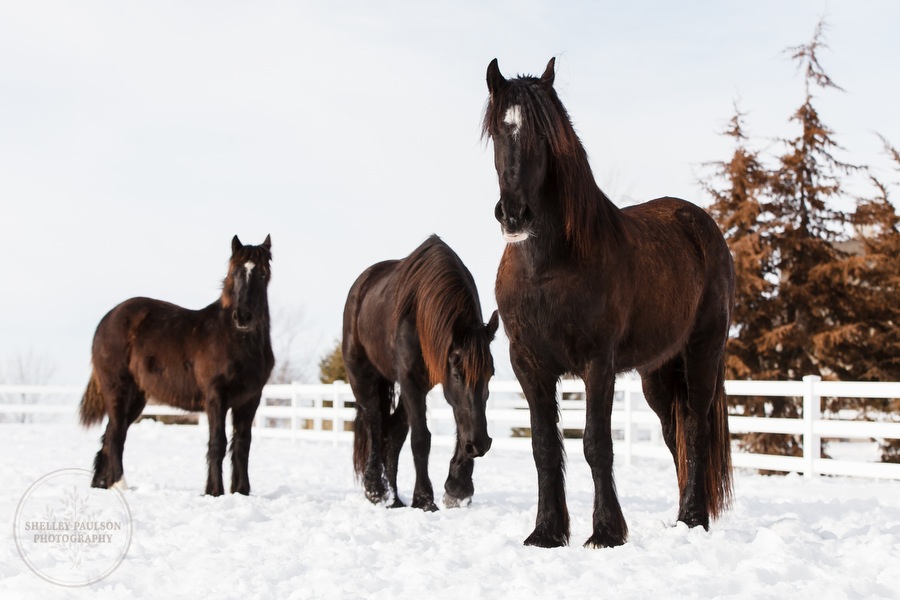 winter_equine_stock_photos-27.JPG