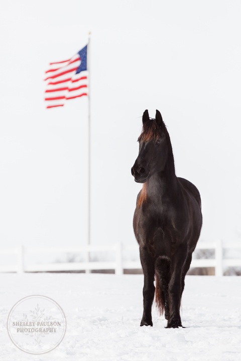 winter_equine_stock_photos-28.JPG