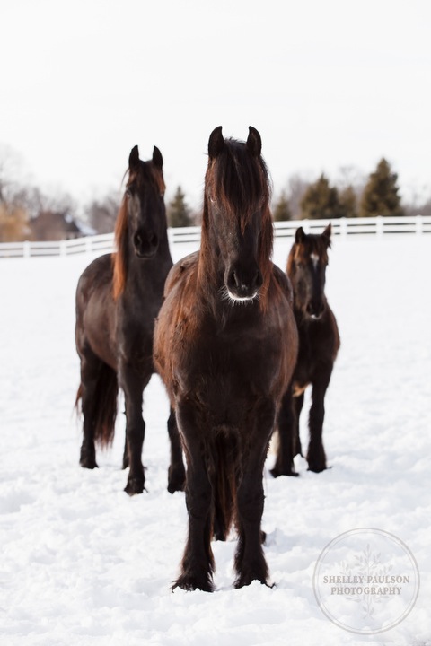 winter_equine_stock_photos-30.JPG