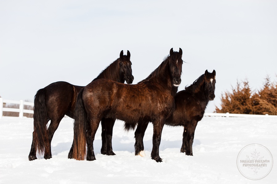 winter_equine_stock_photos-31.JPG