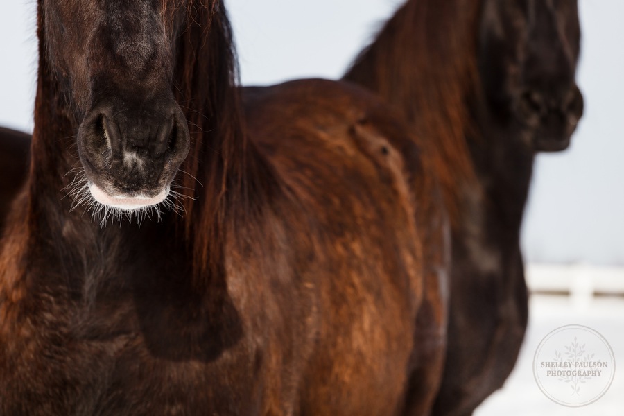 winter_equine_stock_photos-32.JPG