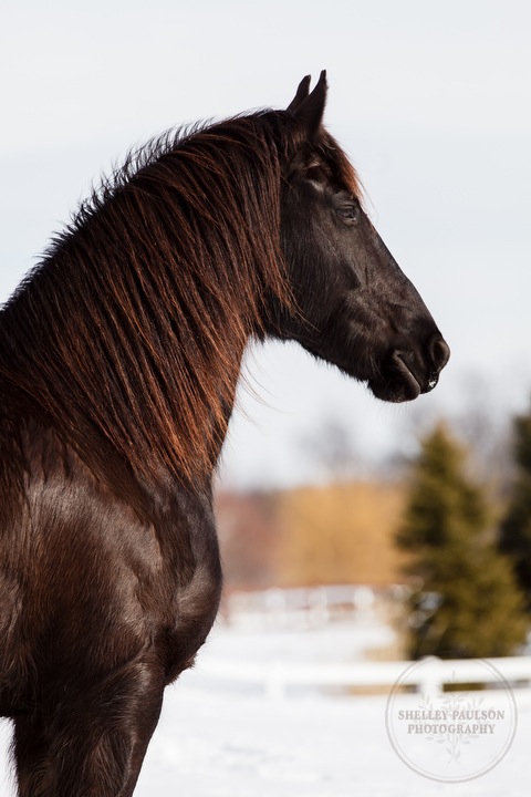 winter_equine_stock_photos-33.JPG