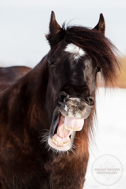 winter_equine_stock_photos-34.JPG