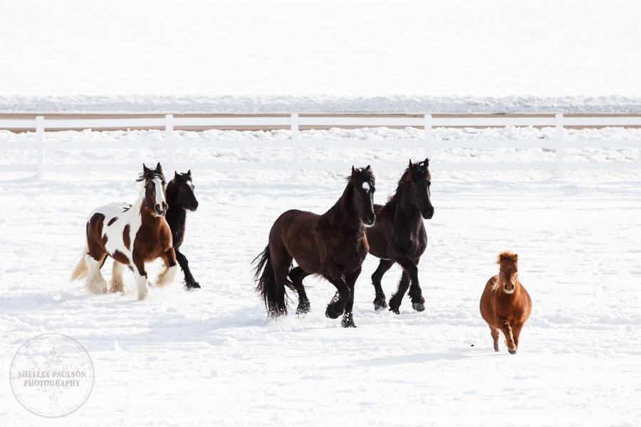 winter_equine_stock_photos-35.JPG