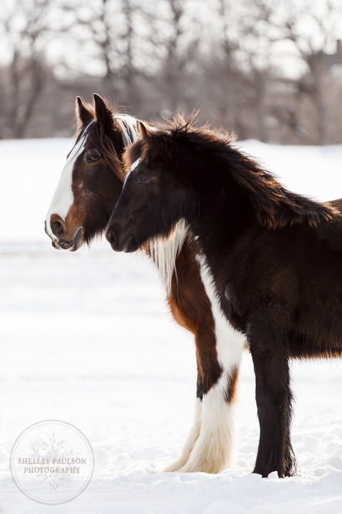 winter_equine_stock_photos-36.JPG