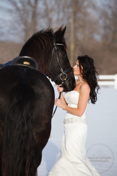 winter_equine_stock_photos-37.JPG