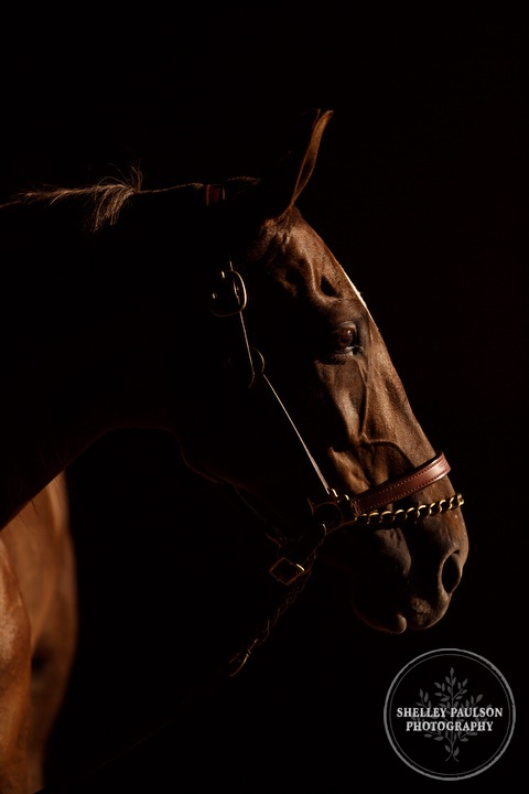 minnesota-senior-photographer-horse-03.JPG
