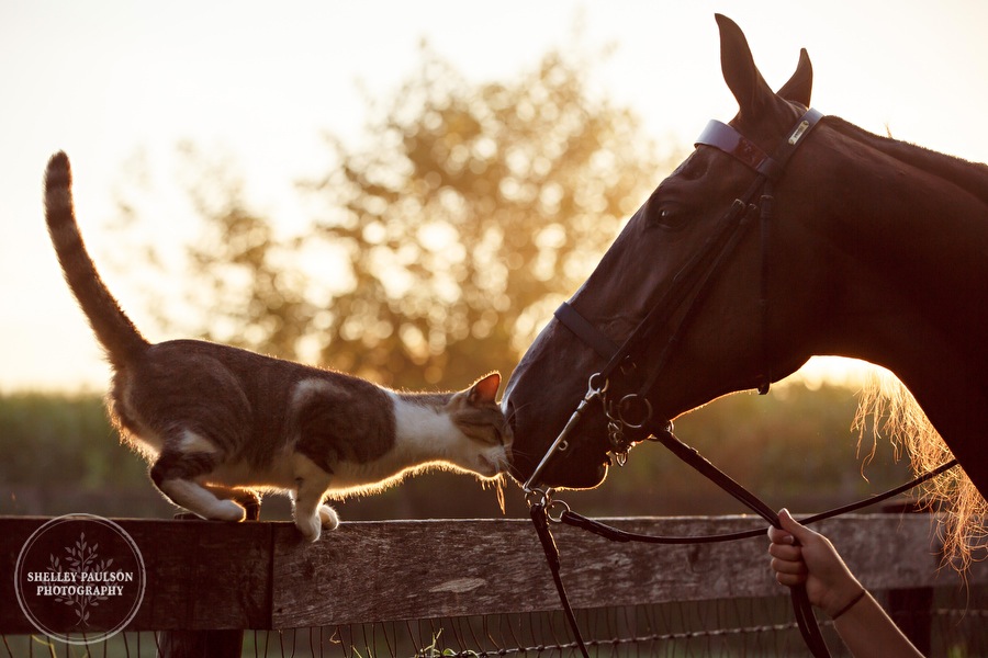 minnesota-senior-photographer-horse-11.JPG