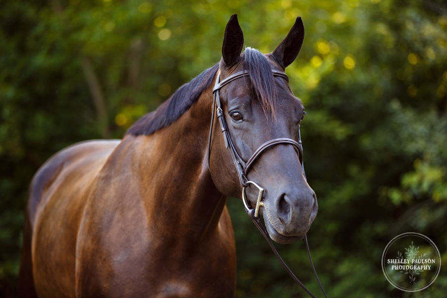 minnesota-horse-photographer-03.JPG