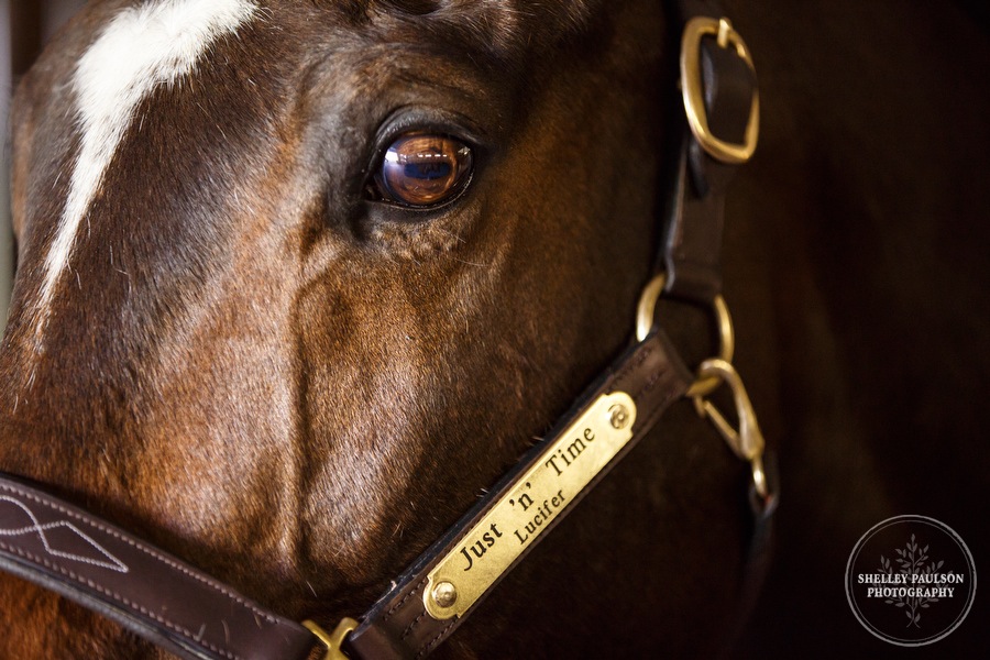 minnesota-horse-photographer-02.JPG