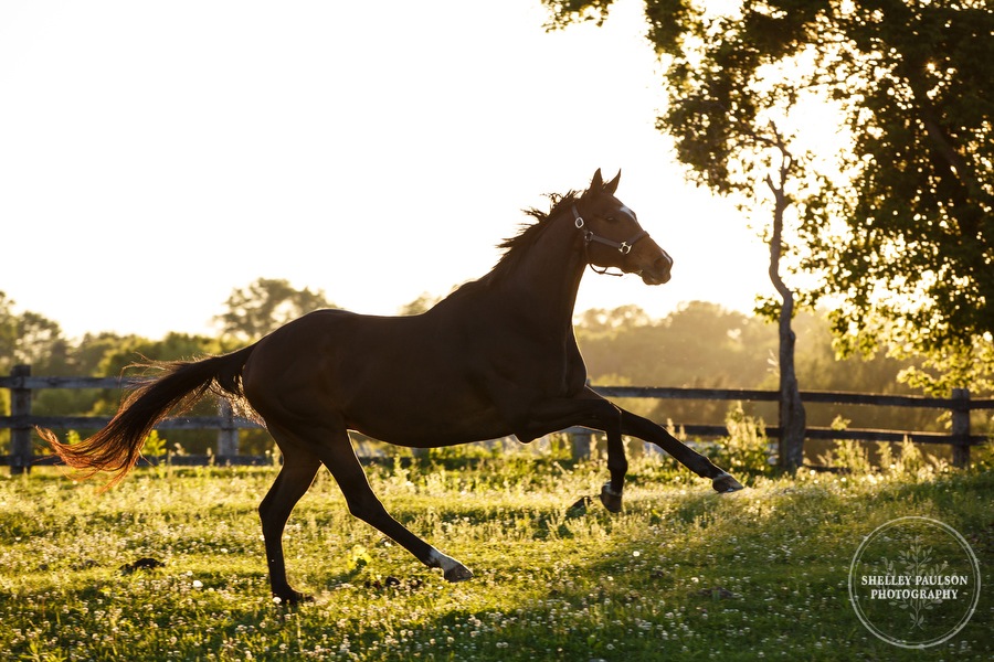 minnesota-horse-photographer-06.JPG