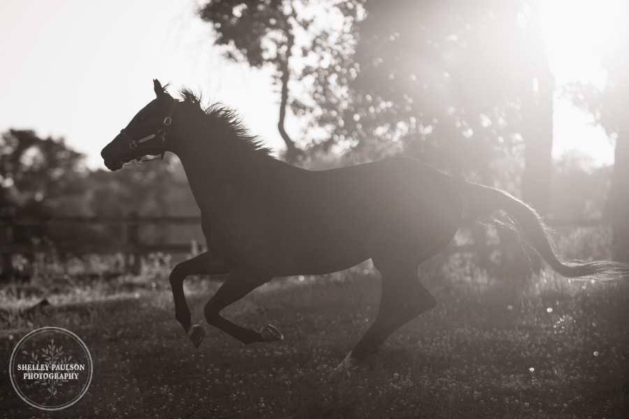 minnesota-horse-photographer-07.JPG