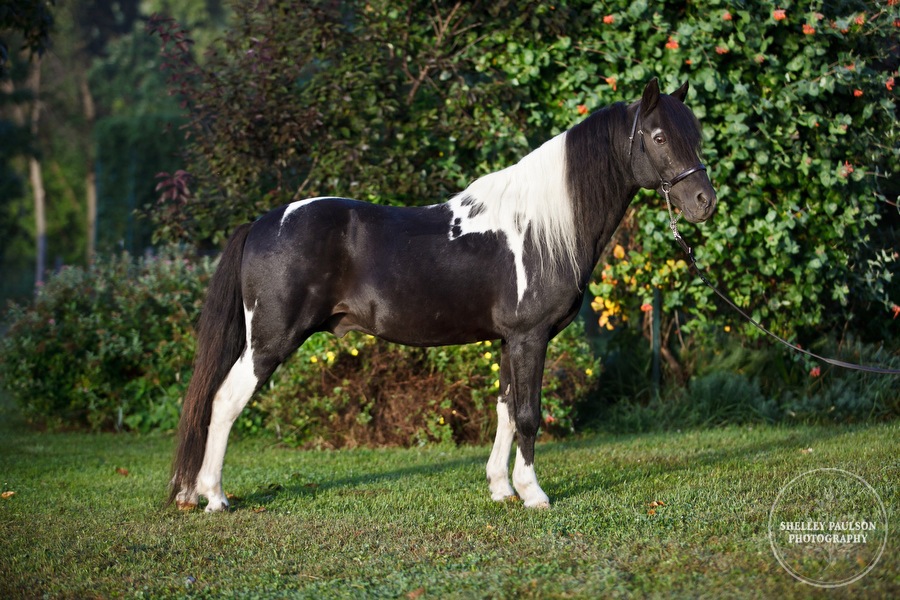 Red Rock Master Jack – Portraits of a Great Stallion