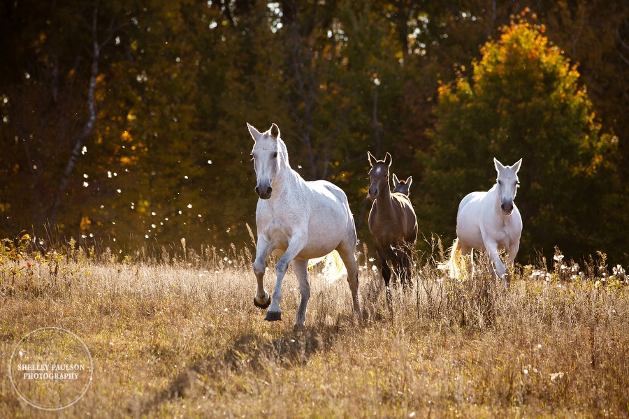 Andalusians Bathed in Late Autumn Sunlight