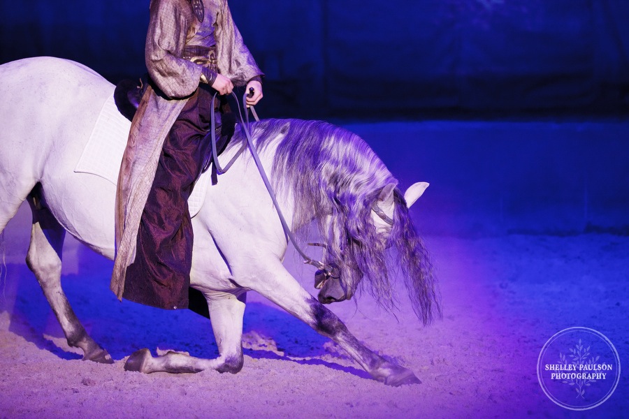 More Photos from Cavalia