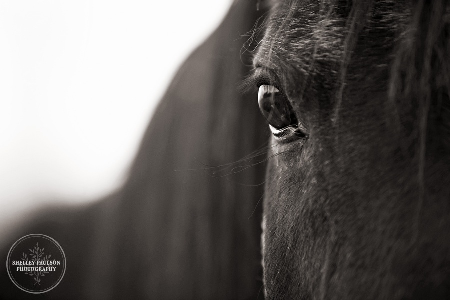 Equine Remember Sessions for Two Beautiful Souls