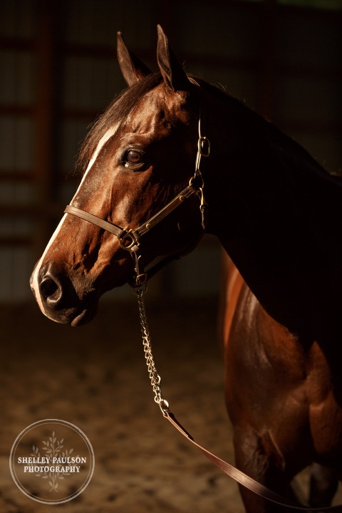 minnesota-horse-photographer-03.JPG