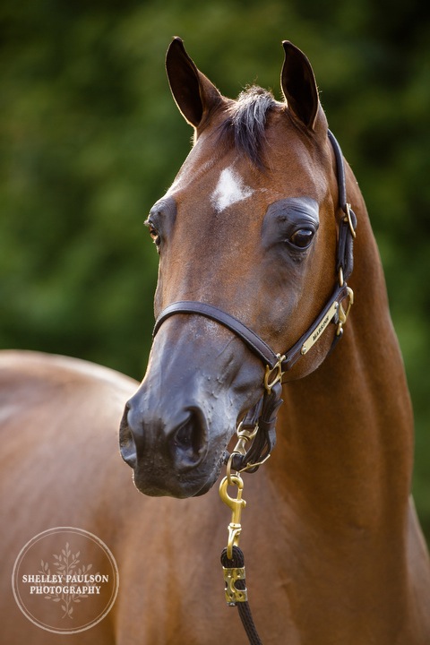 mn-portraits-arabian-horse-02.JPG