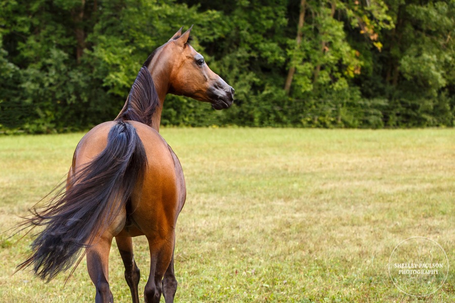 mn-portraits-arabian-horse-11.JPG