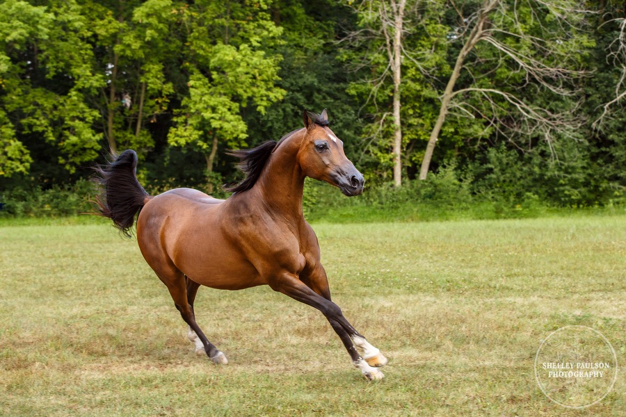 mn-portraits-arabian-horse-12.JPG