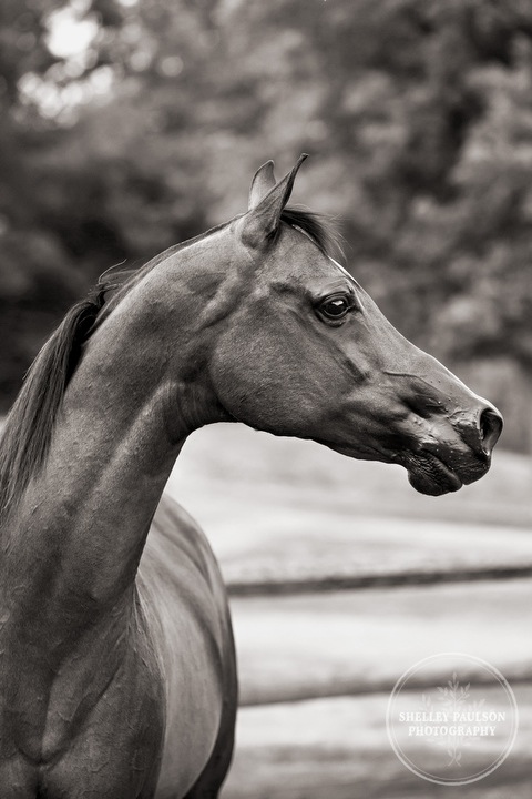 mn-portraits-arabian-horse-13.JPG