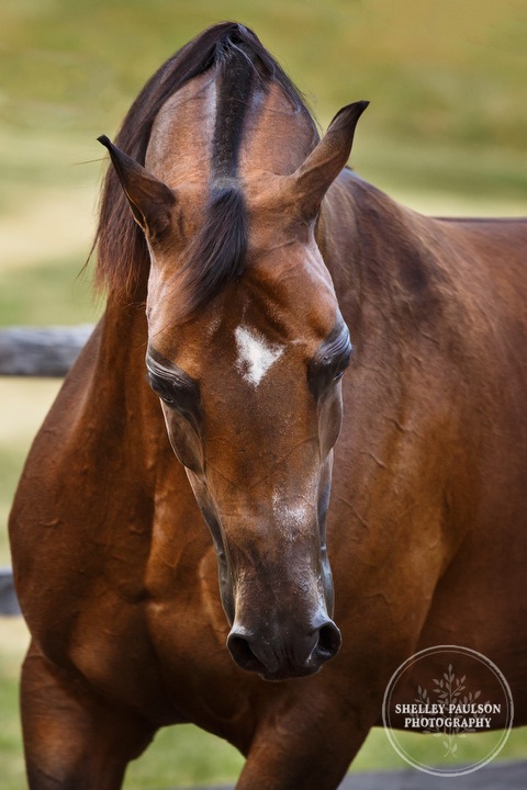 mn-portraits-arabian-horse-14.JPG