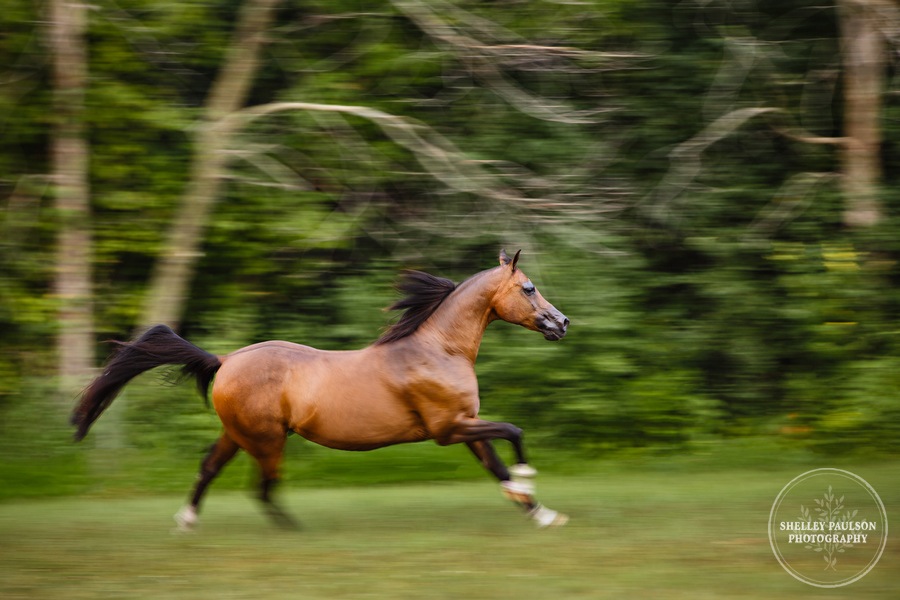 mn-portraits-arabian-horse-15.JPG