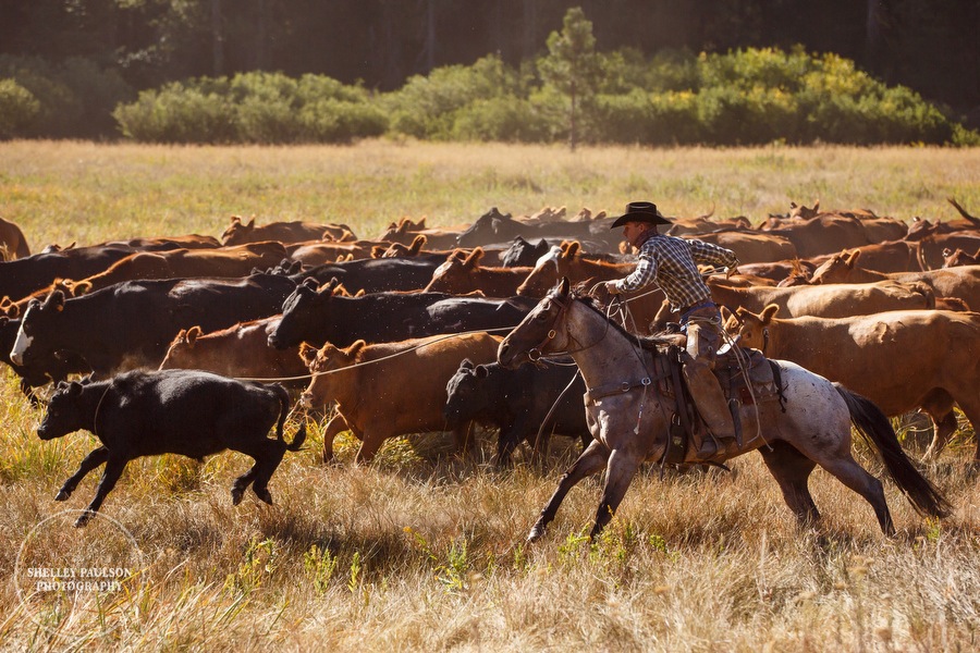 I Left a Big Piece of My Heart at the Erickson Ranch…