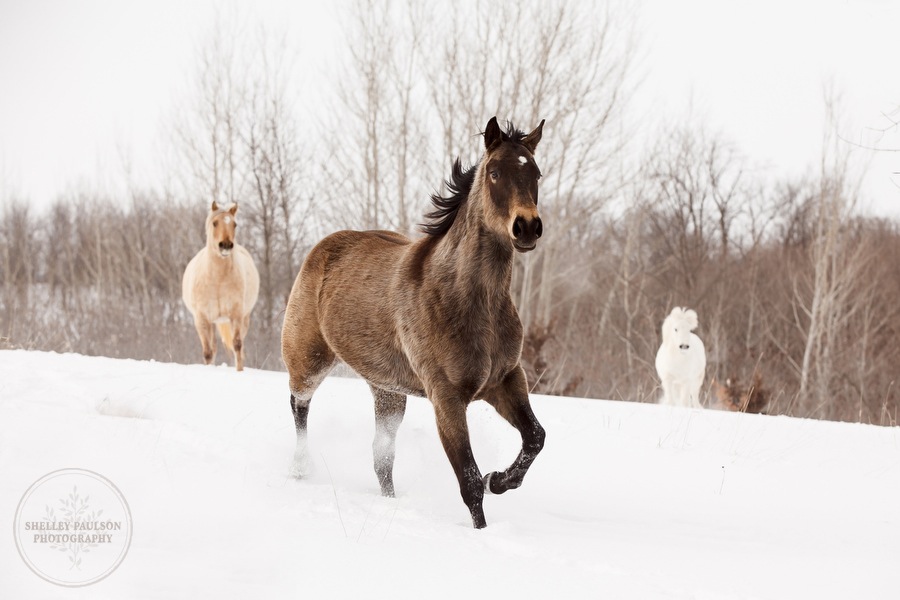 A Sampling of Winter Equine Stock Photos from 2013