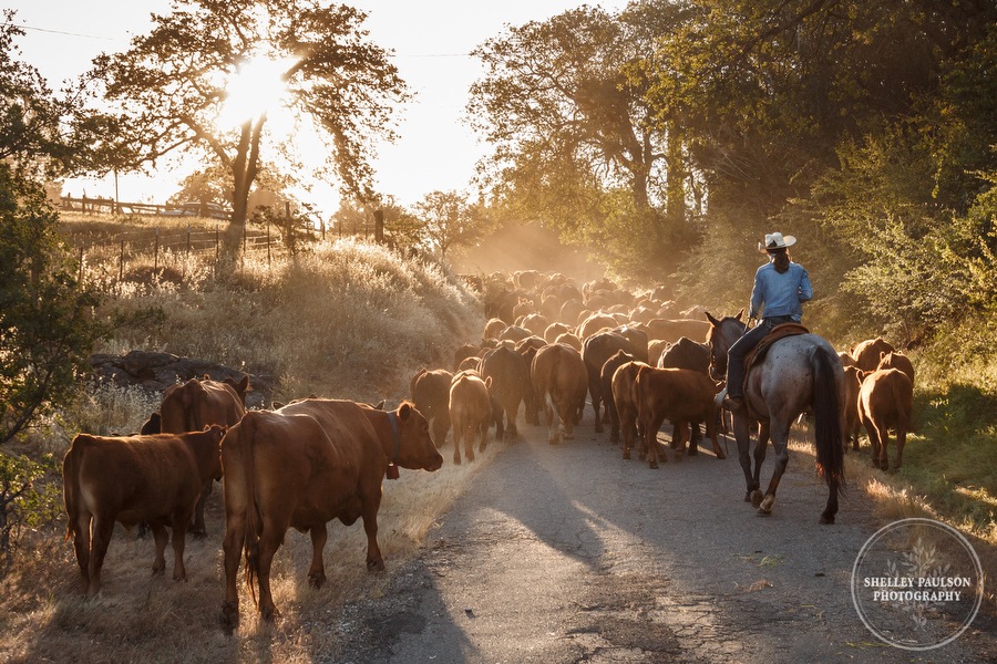 Cattle Drive!