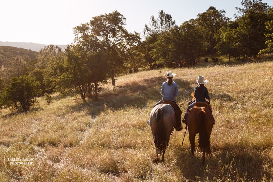 cattledrive07.JPG