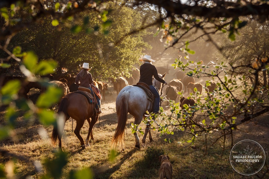 cattledrive09.JPG