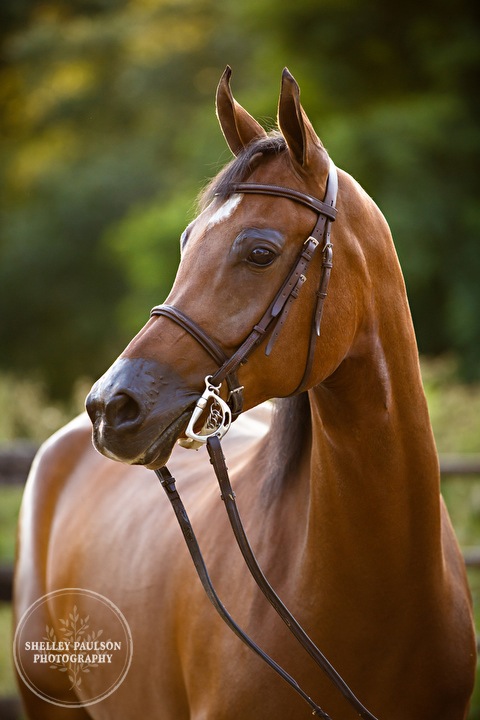 senior-photos-equine-natural-04.JPG