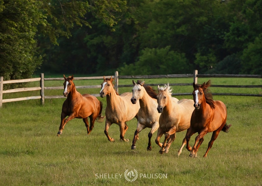 family-photos-with-horses-07.JPG