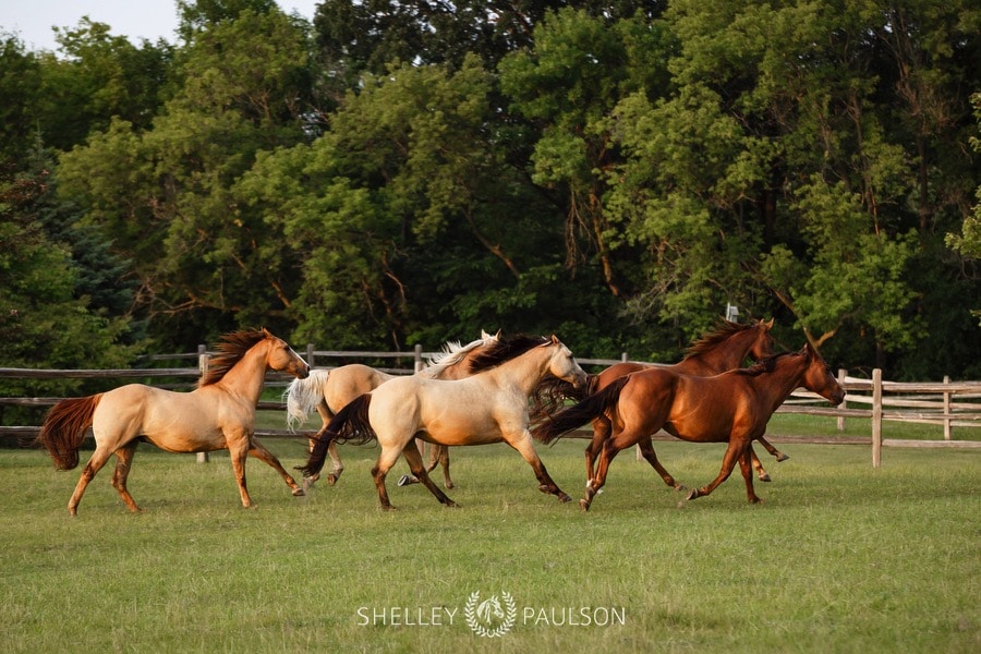 family-photos-with-horses-08.JPG