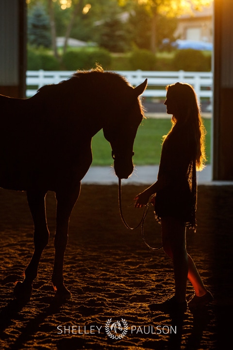 Minneapolis Equine Photographer