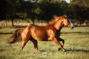 Commercial Equine Photographer