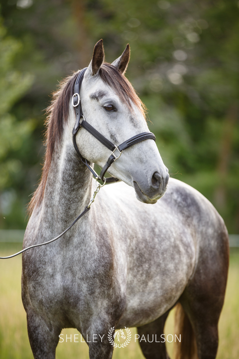 Commercial Equine Photography