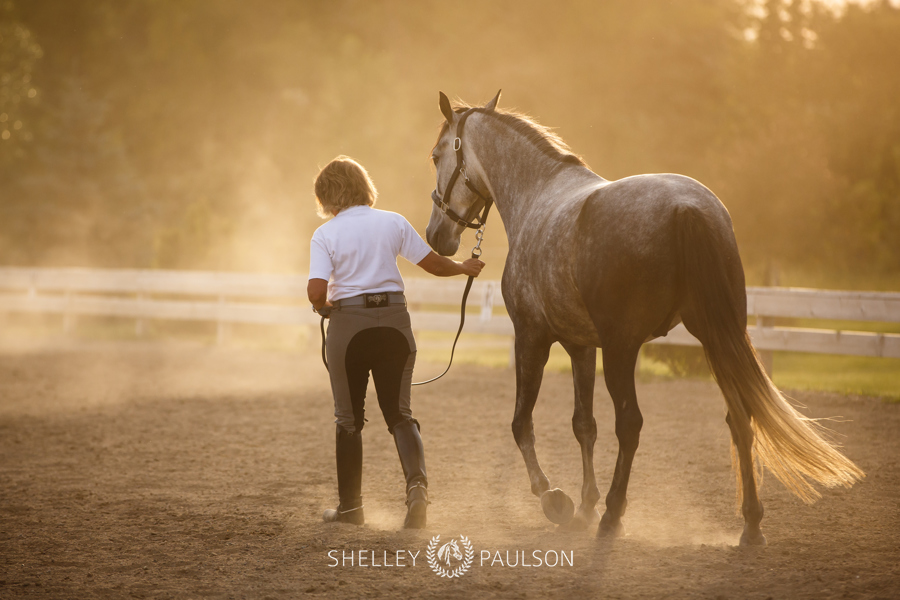 Commercial Equine Photography